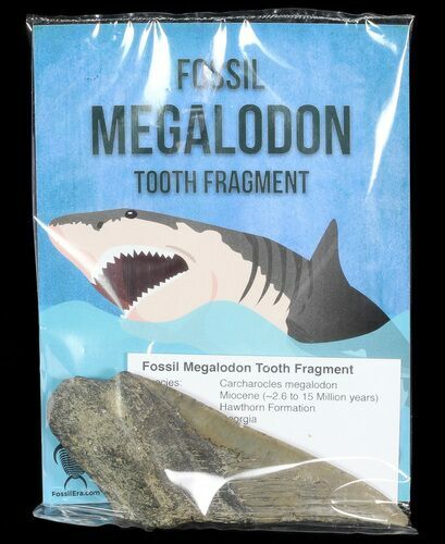 Real Fossil Megalodon Partial Tooth - 4"+ Size - Photo 1